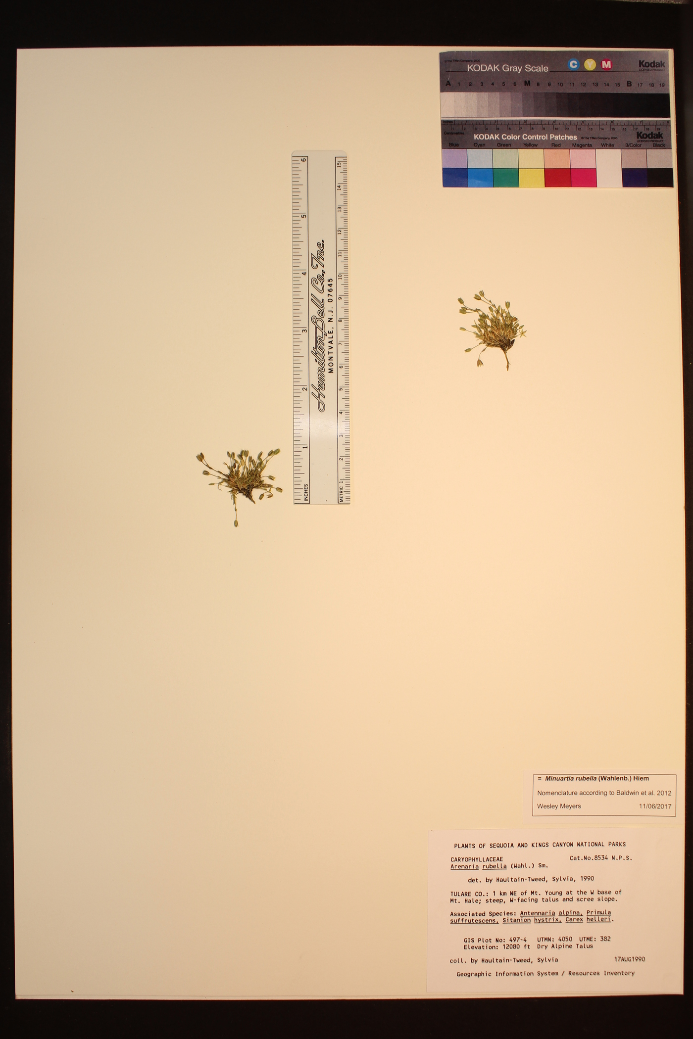 Minuartia rubella image